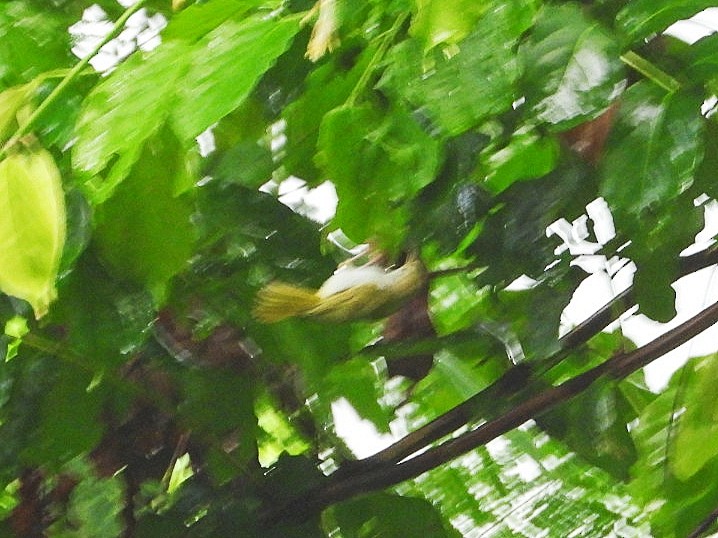 White-bellied Erpornis - ML371297141