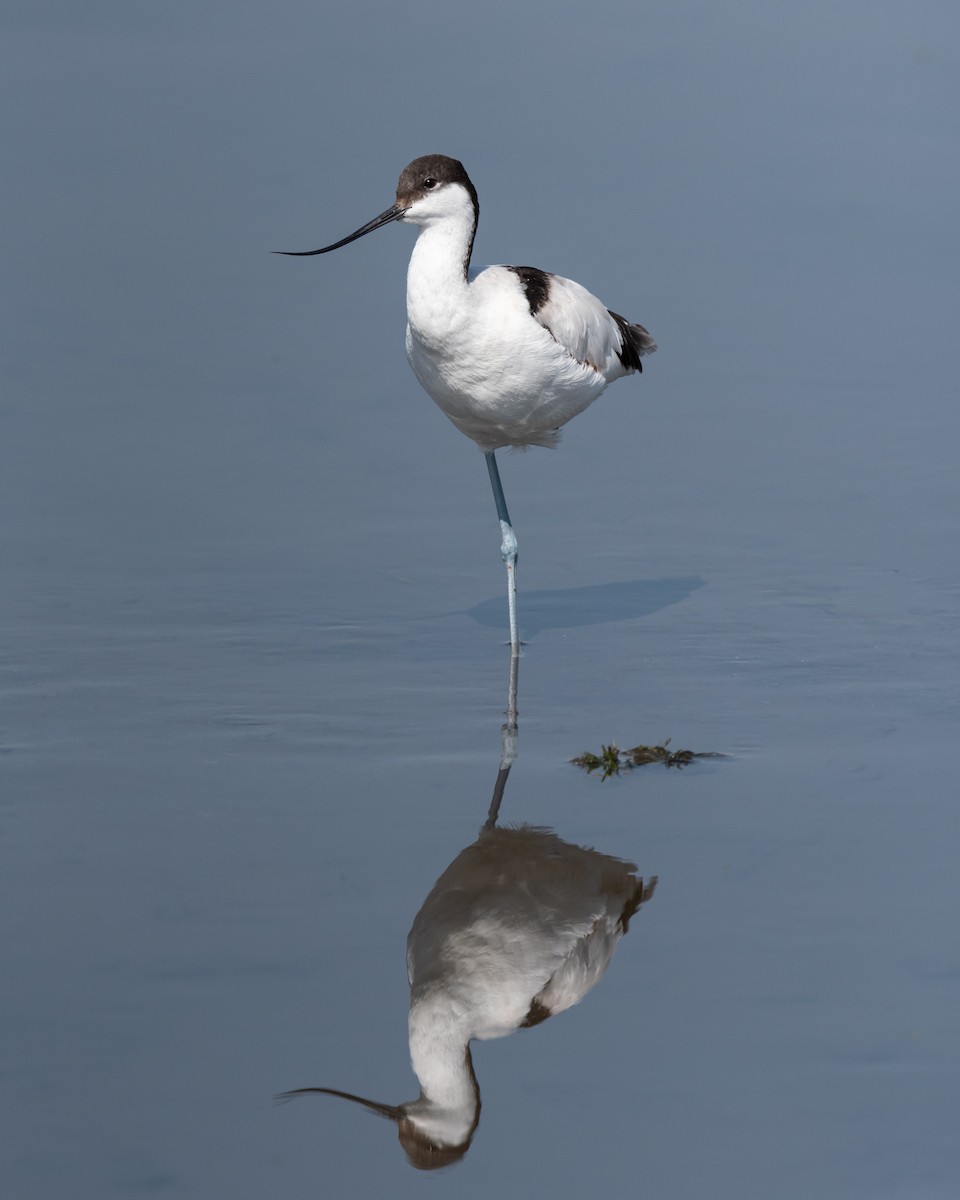 Pied Avocet - ML371297481