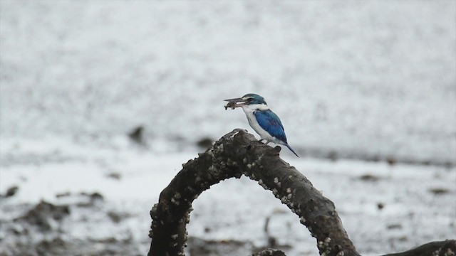 Collared Kingfisher (Oriental) - ML371297841