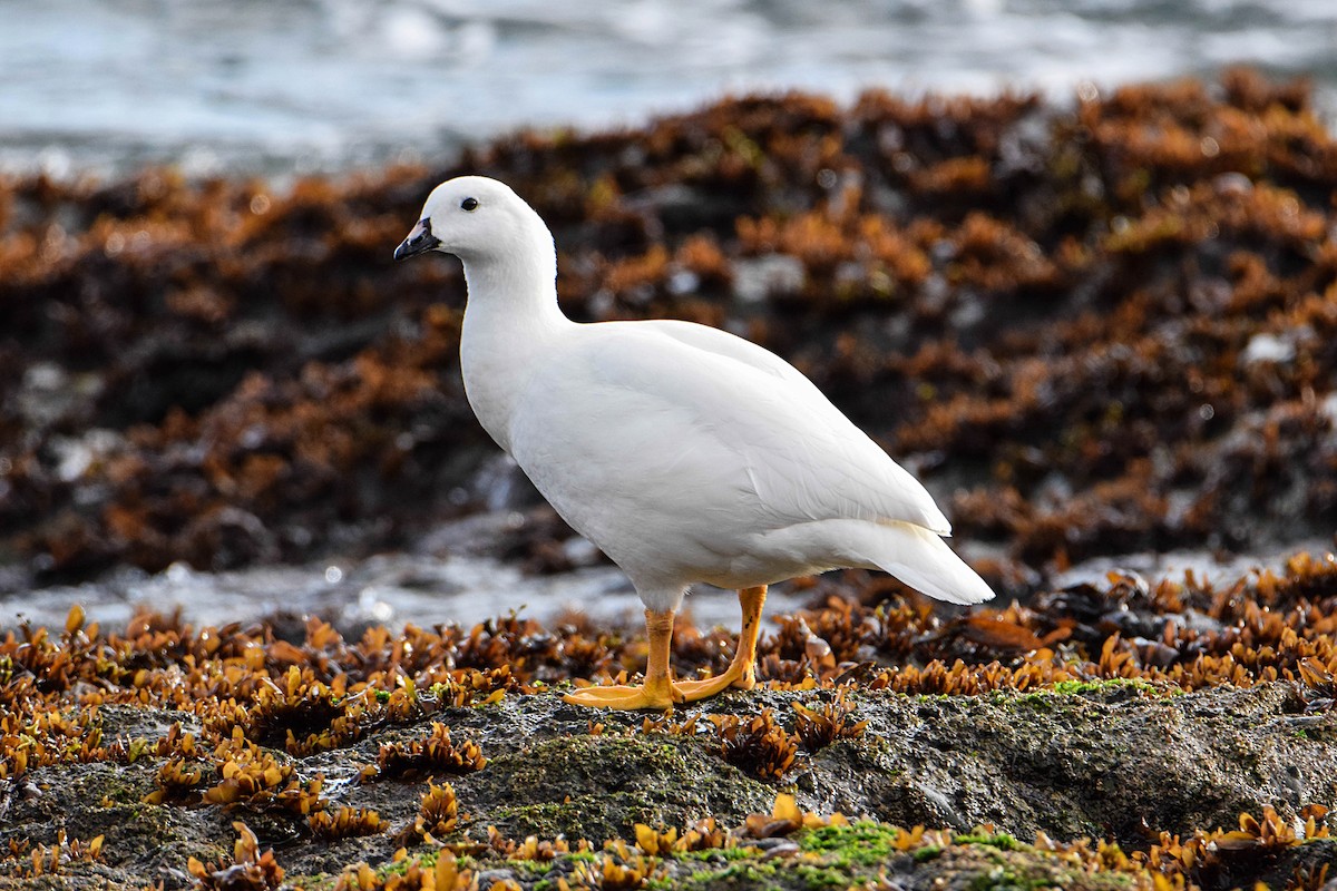 Kelp Goose - ML371298921