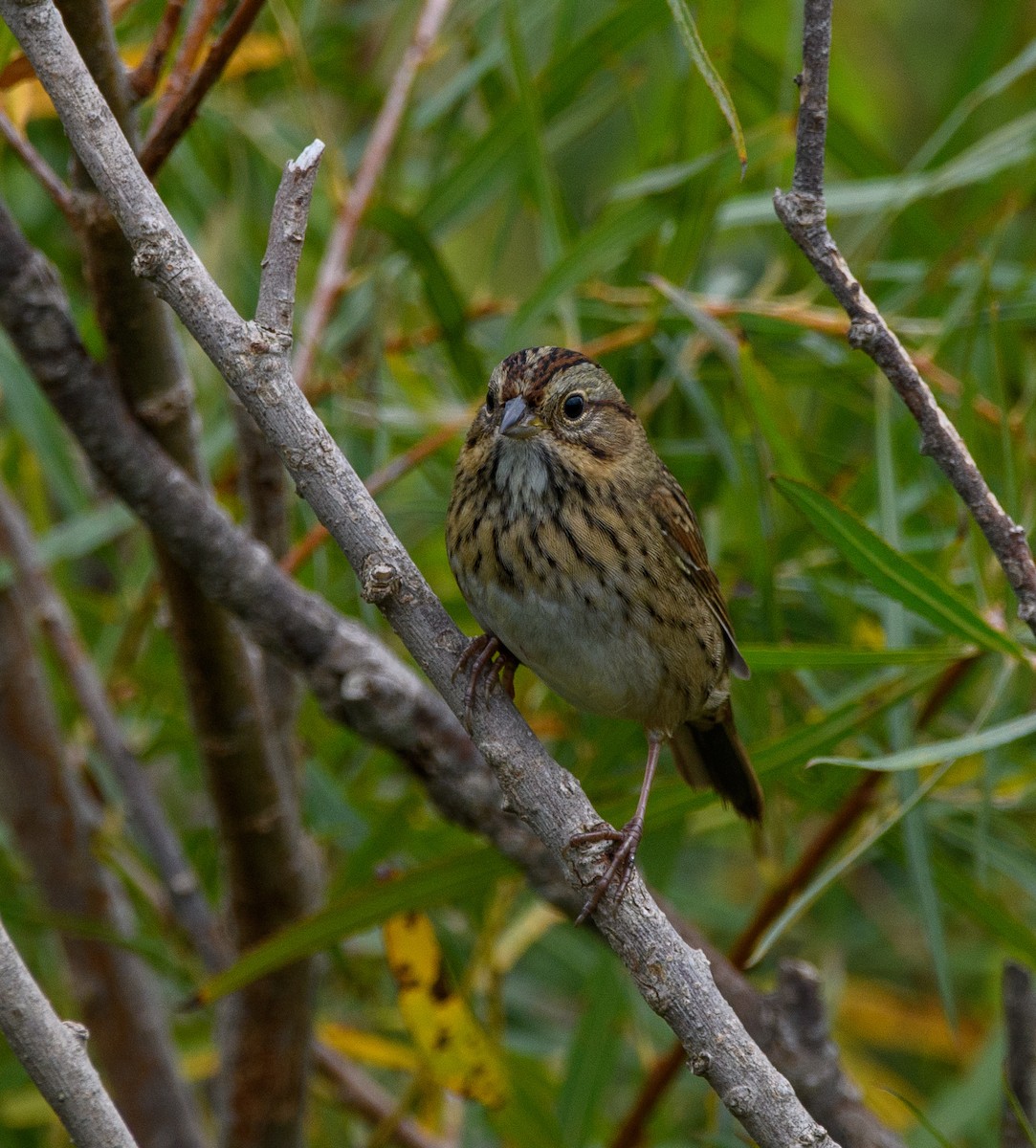 Lincoln's Sparrow - ML371298951