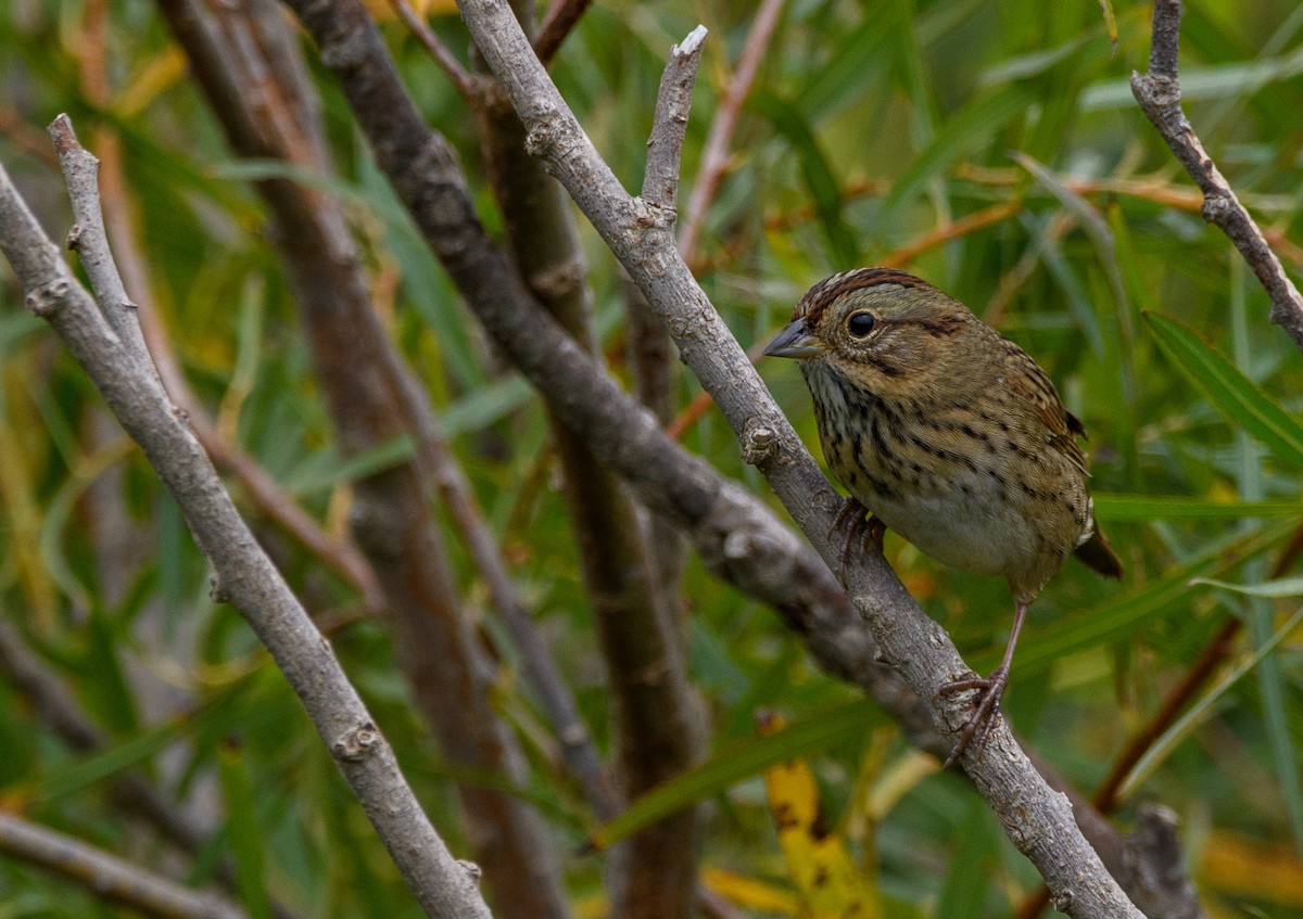 Lincoln's Sparrow - ML371298961