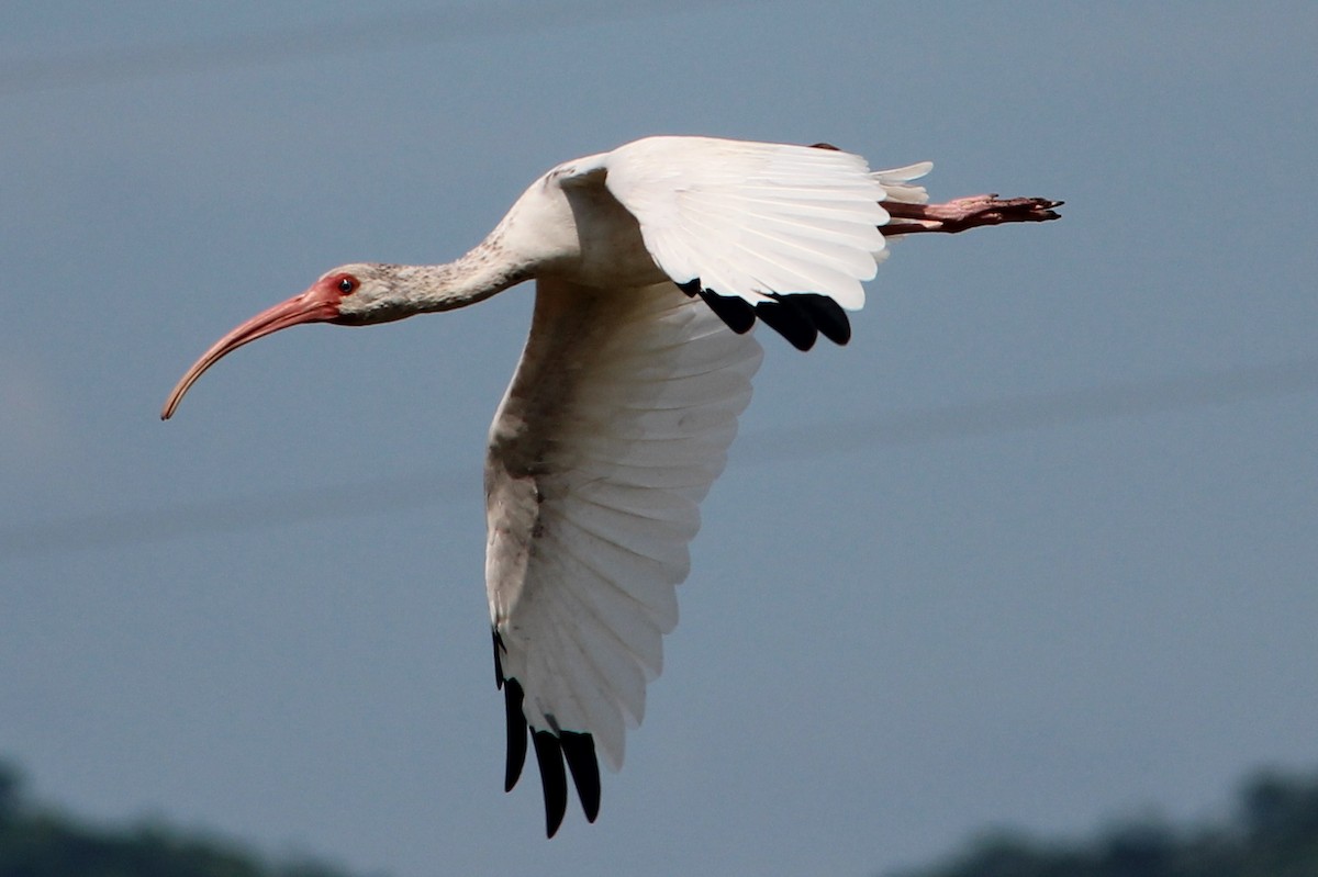 White Ibis - Nestor Herrera