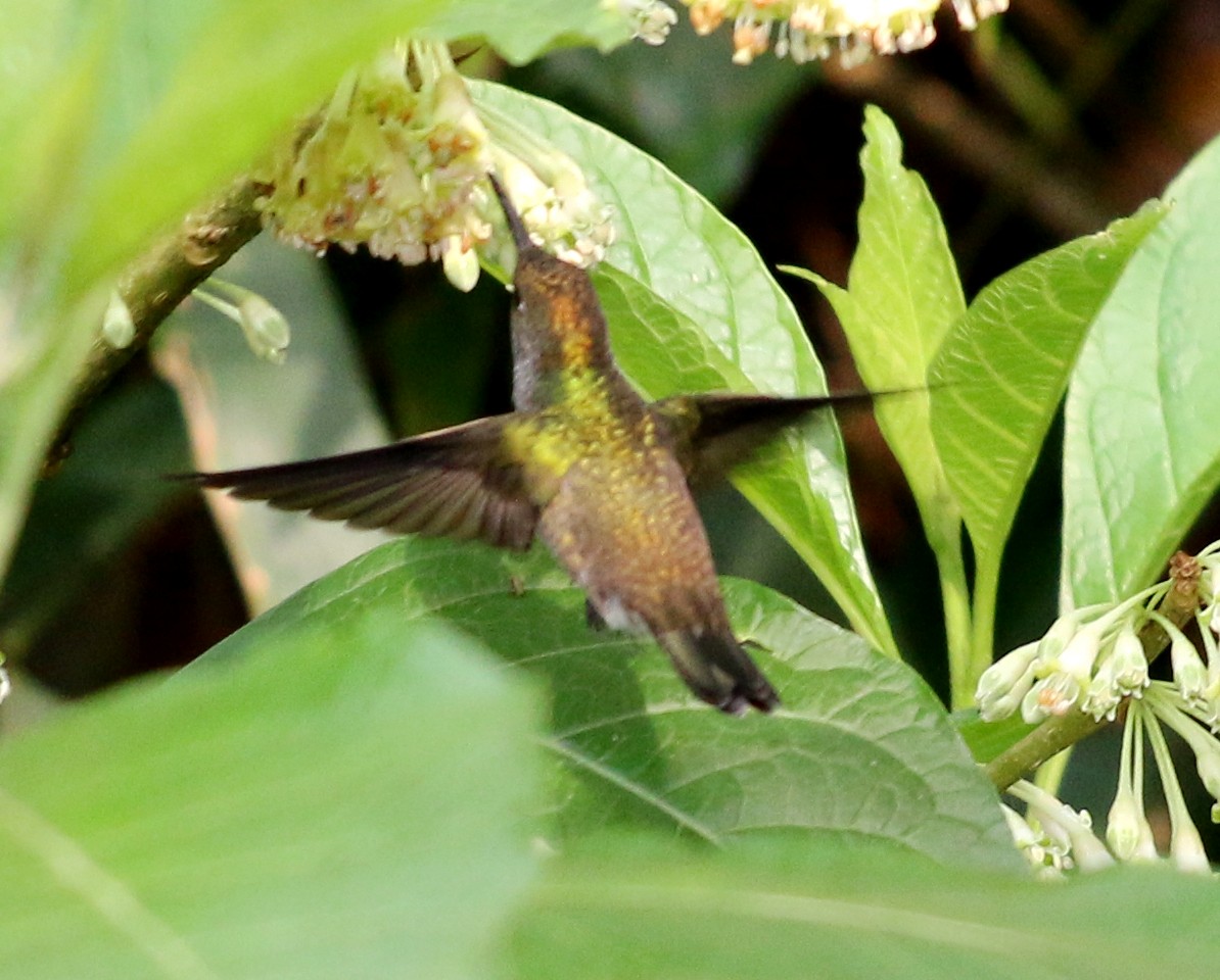 kolibřík pestrý - ML371299031