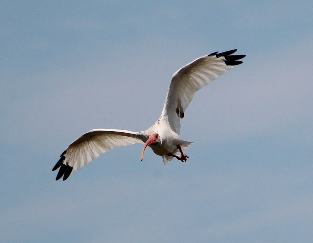 White Ibis - Nestor Herrera