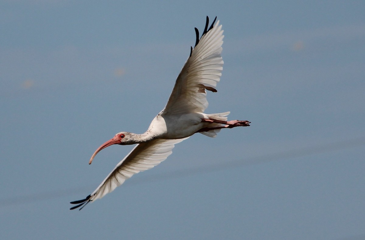 White Ibis - Nestor Herrera