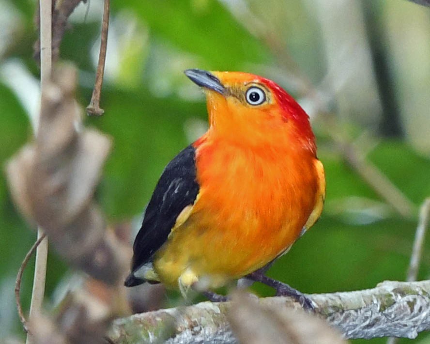 Band-tailed Manakin - ML371299851