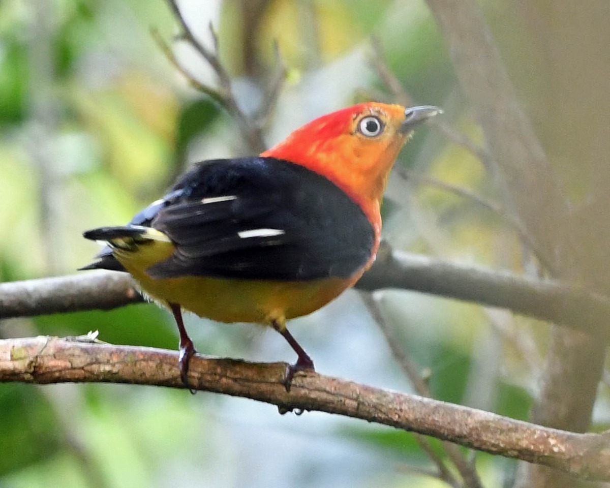 Band-tailed Manakin - ML371299861