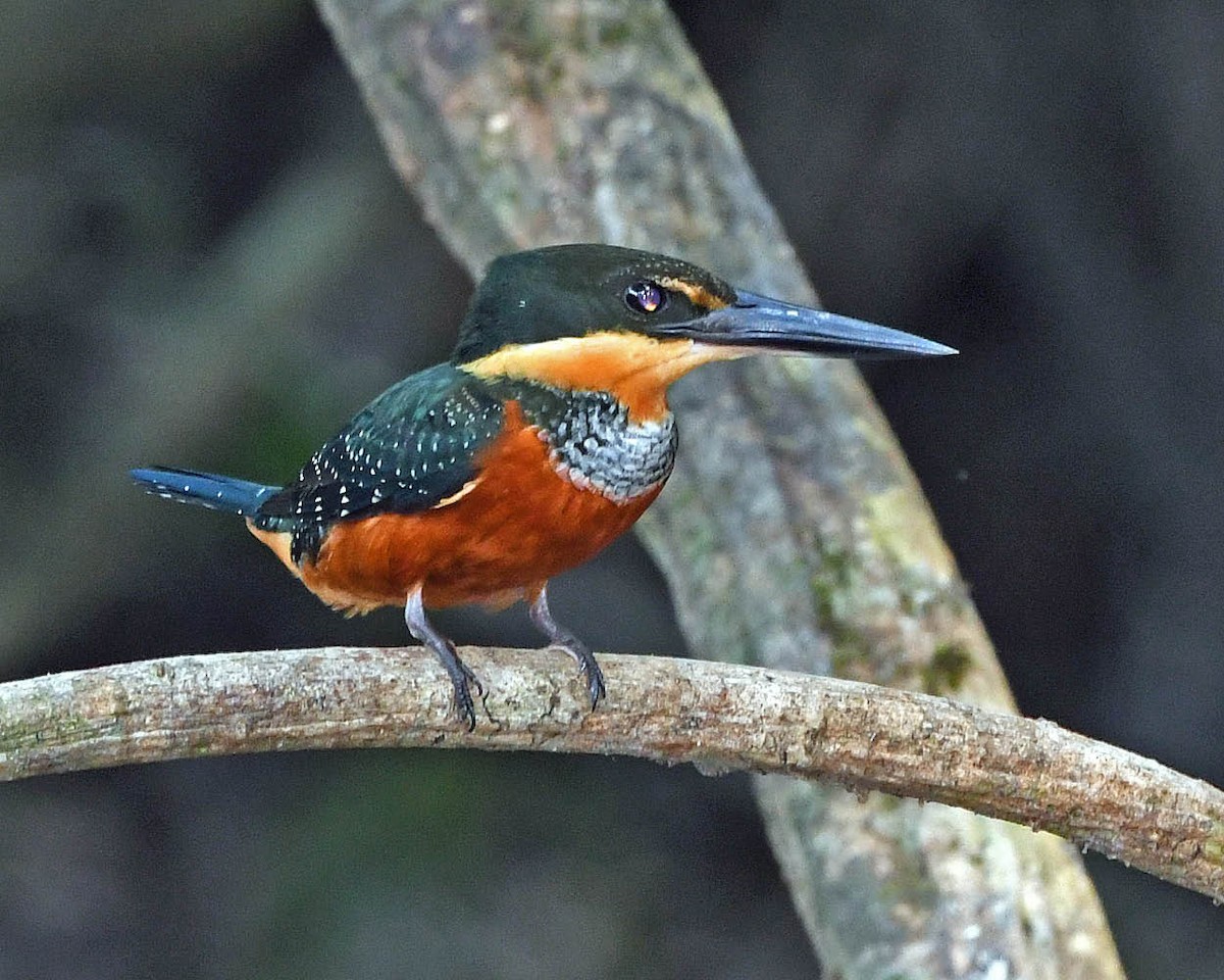 Green-and-rufous Kingfisher - Tini & Jacob Wijpkema