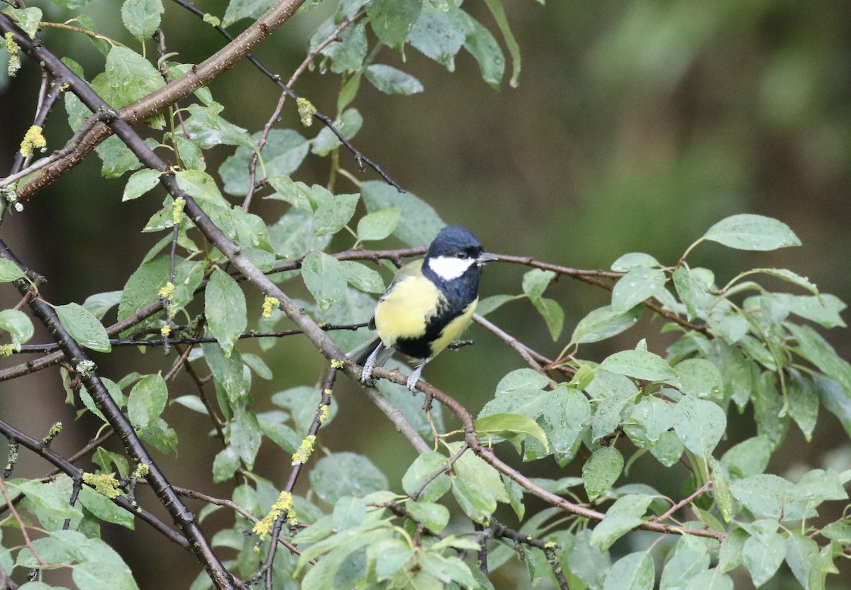 Great Tit - ML371300931