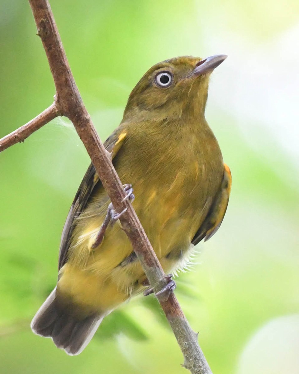 Band-tailed Manakin - Tini & Jacob Wijpkema