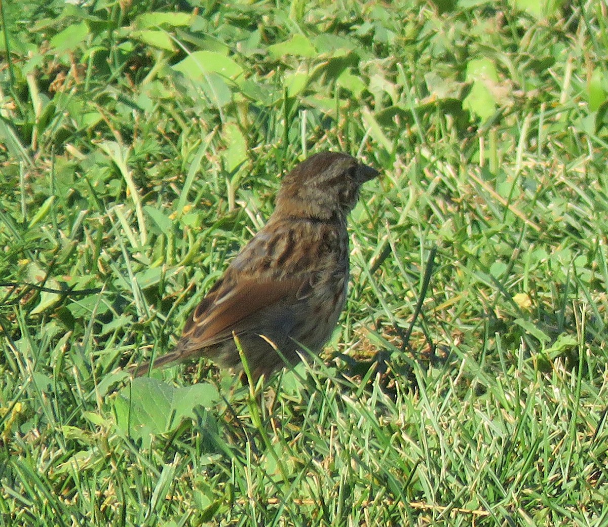 Song Sparrow - ML371301561