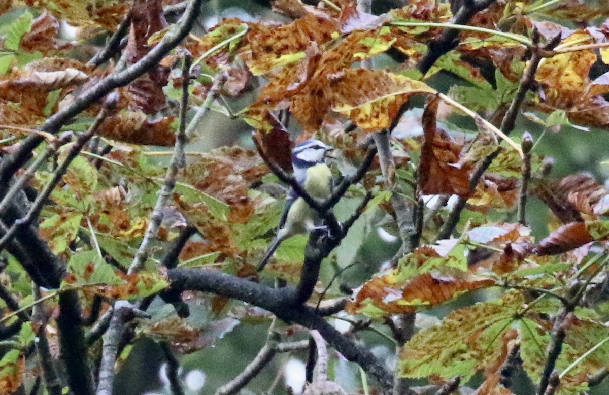 Eurasian Blue Tit - ML371301861