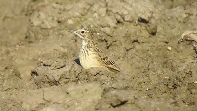 Yellowish Pipit - ML371302091