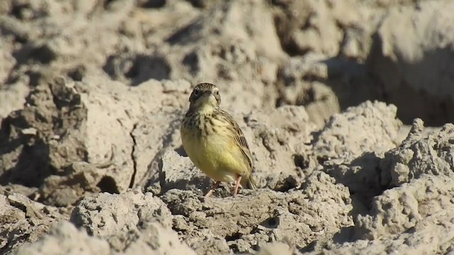 Yellowish Pipit - ML371302181