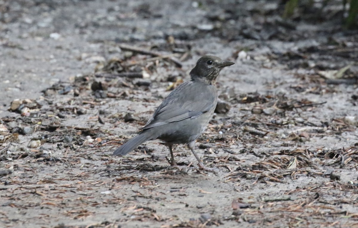 Eurasian Blackbird - ML371302841