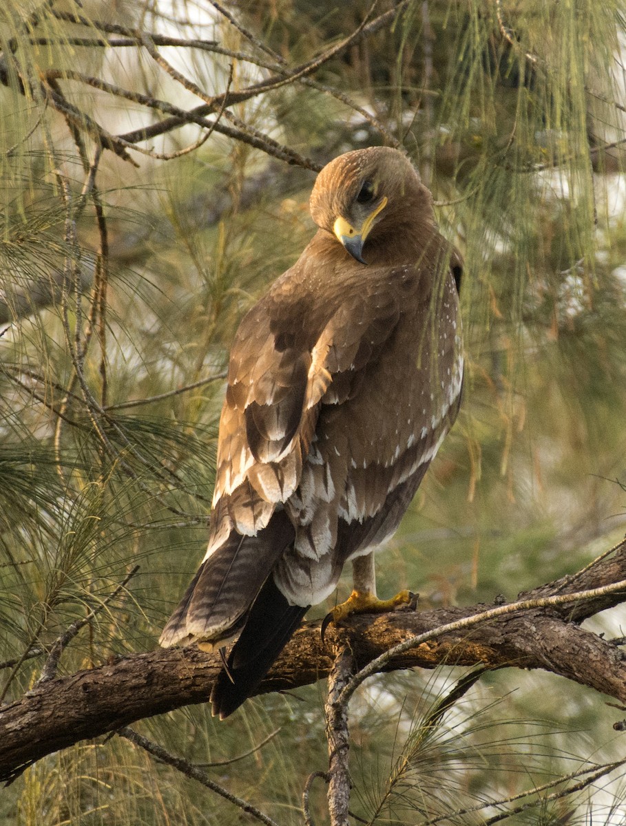 Indian Spotted Eagle - sreekanth c