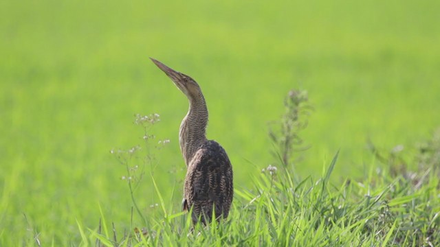 Pinnated Bittern - ML371303681