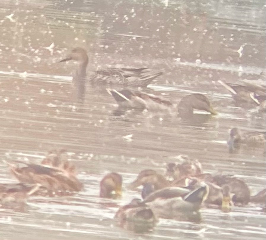 Northern Pintail - ML371303691