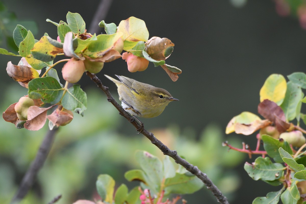 Iberian Chiffchaff - Santiago Caballero Carrera