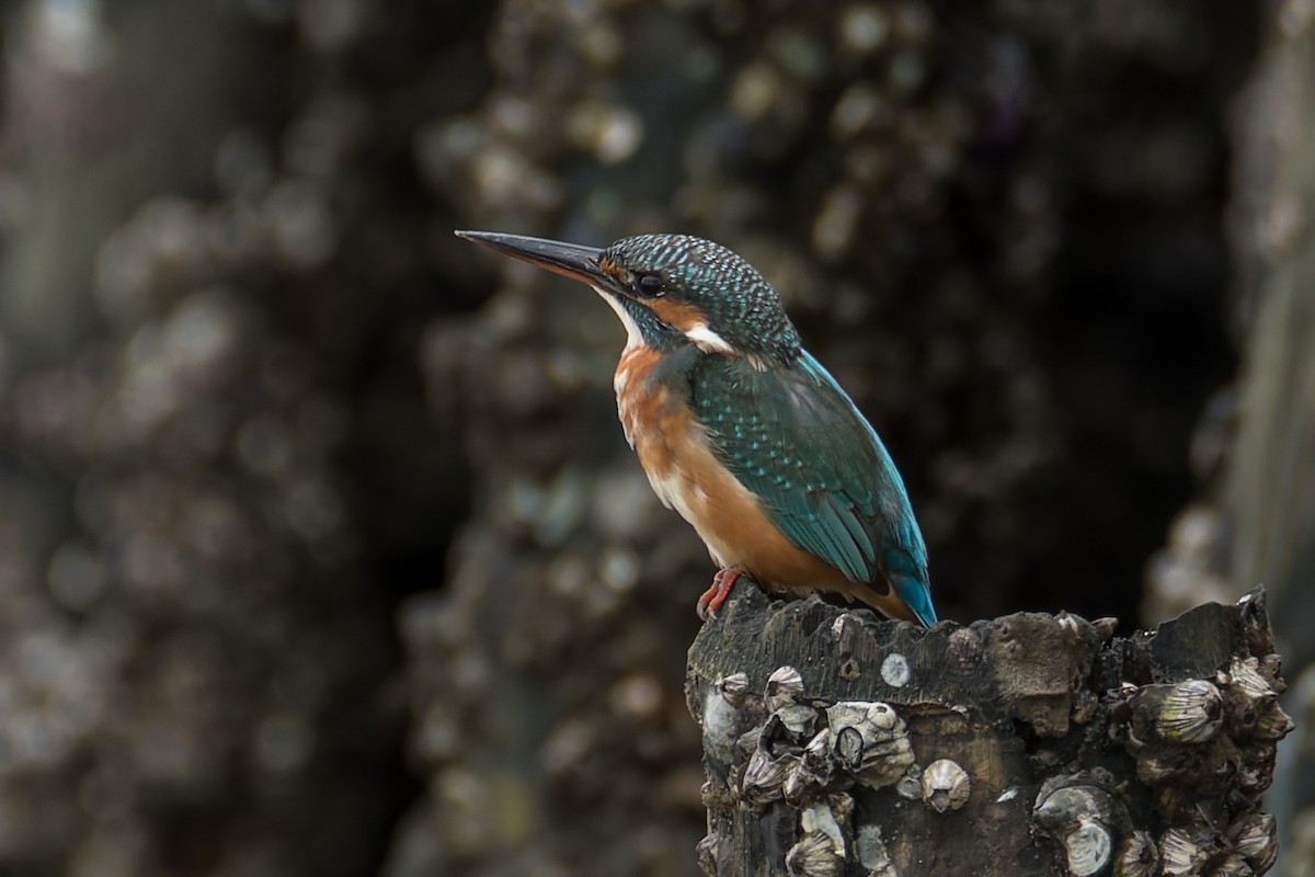 Martin-pêcheur d'Europe (groupe atthis) - ML371305351