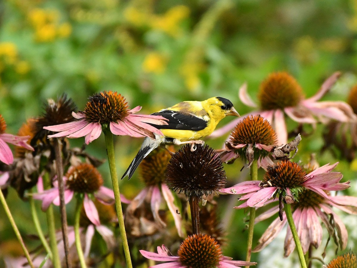 American Goldfinch - Bill Massaro