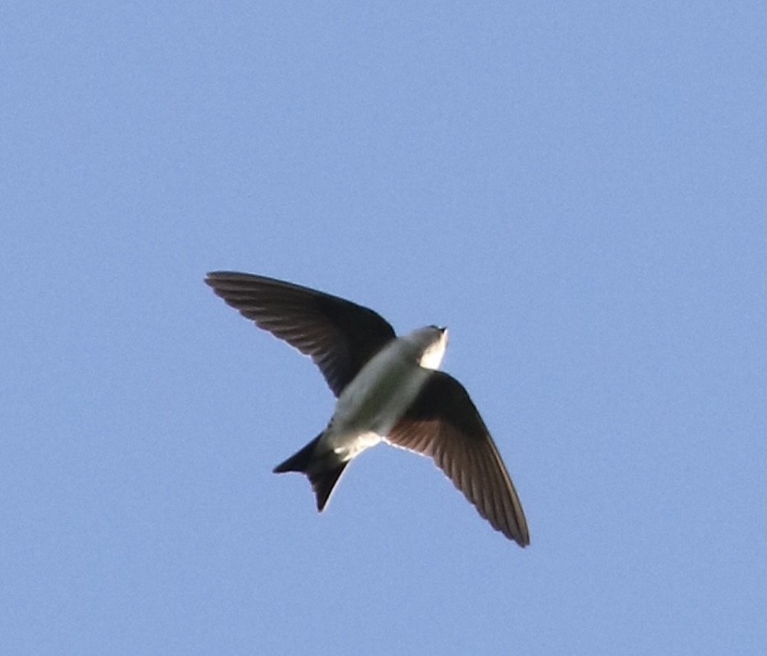 Asian House-Martin - Cinclus cinclus