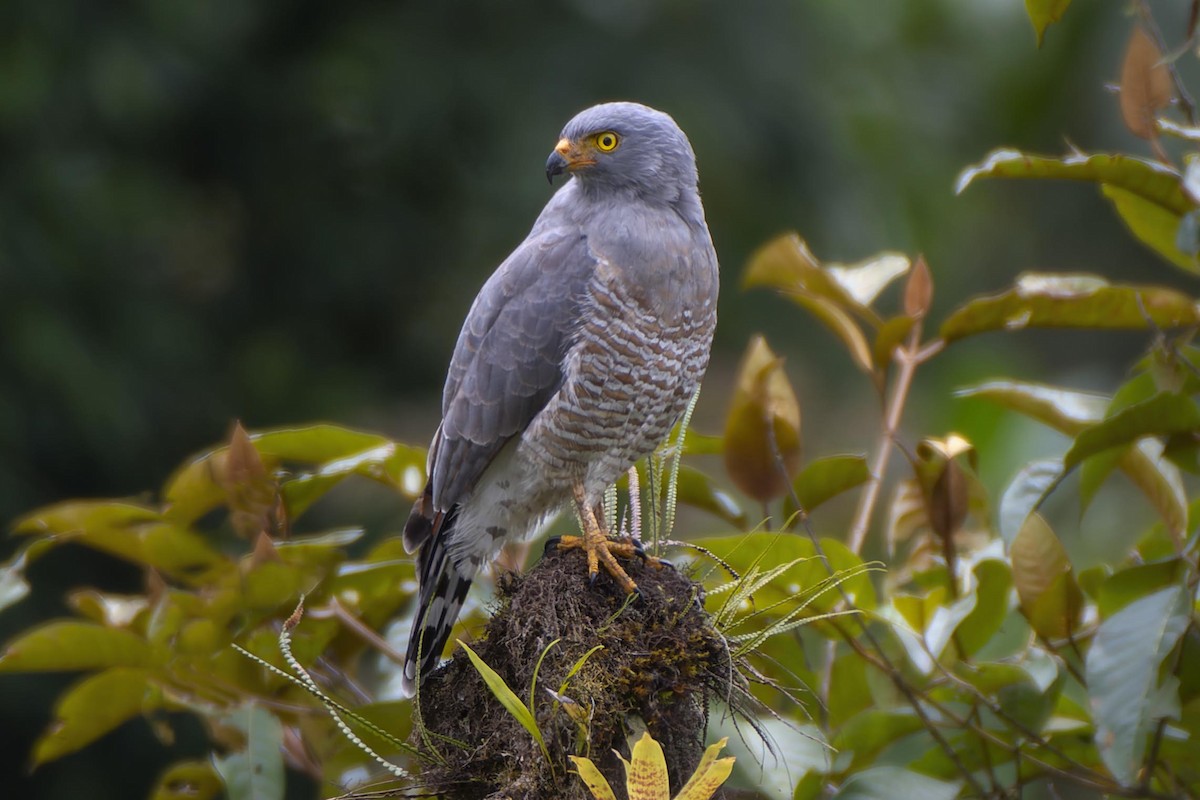 Roadside Hawk - Jeff Maw