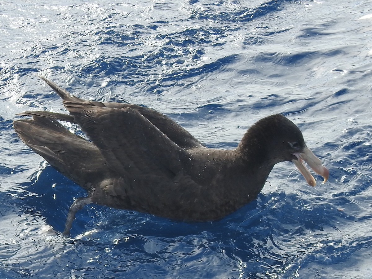 Northern Giant-Petrel - ML371310491