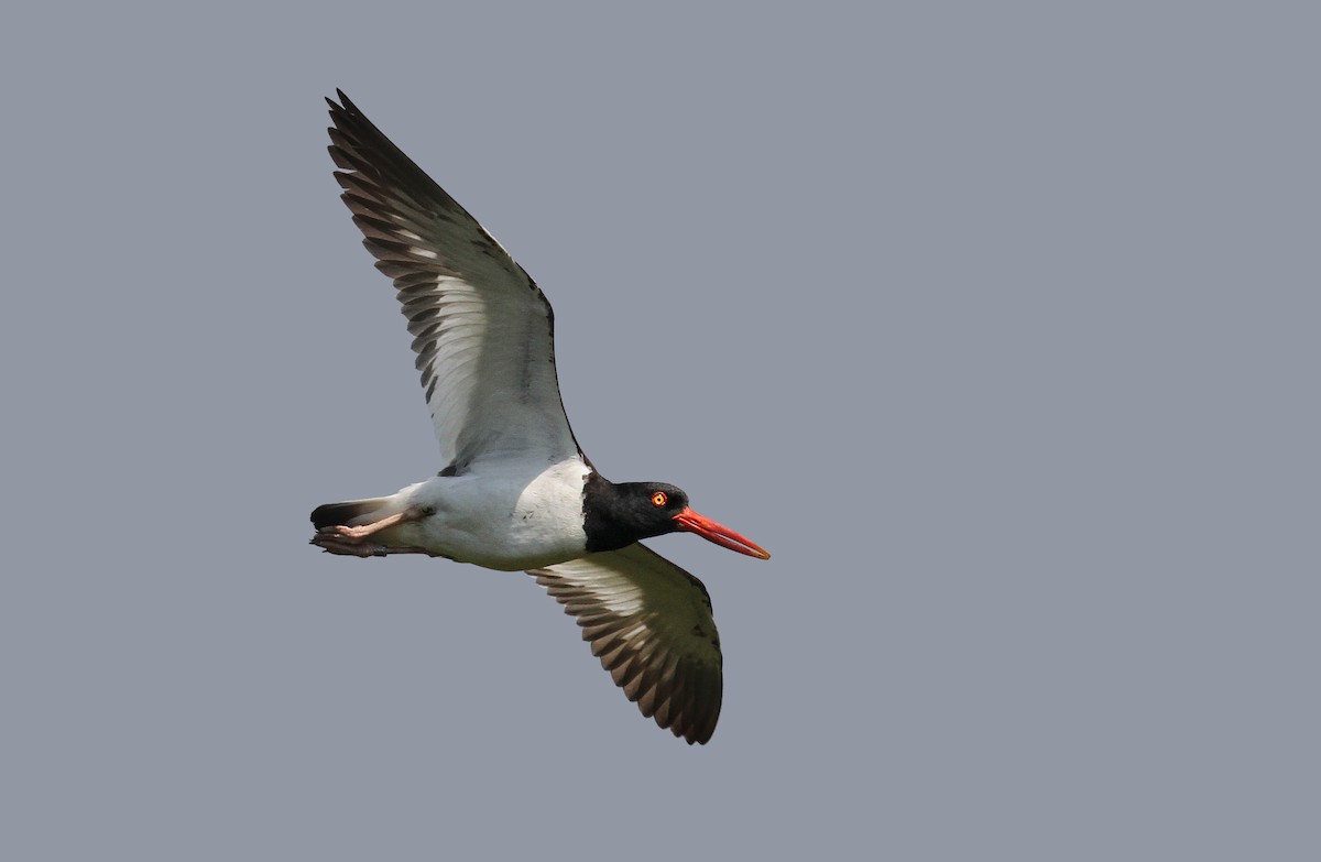 American Oystercatcher - ML37131211