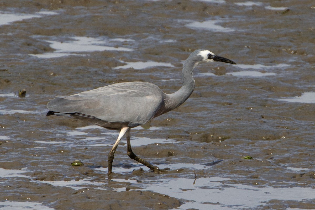 White-faced Heron - ML371316261