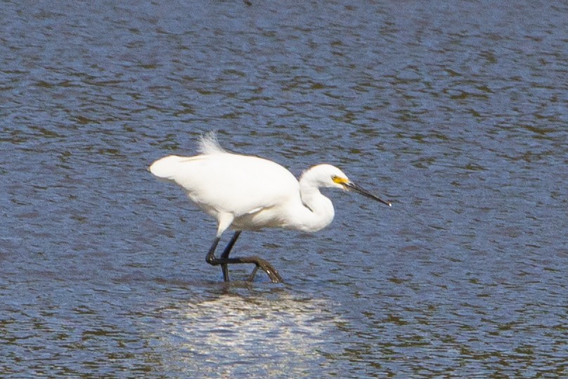 Little Egret - ML371316401