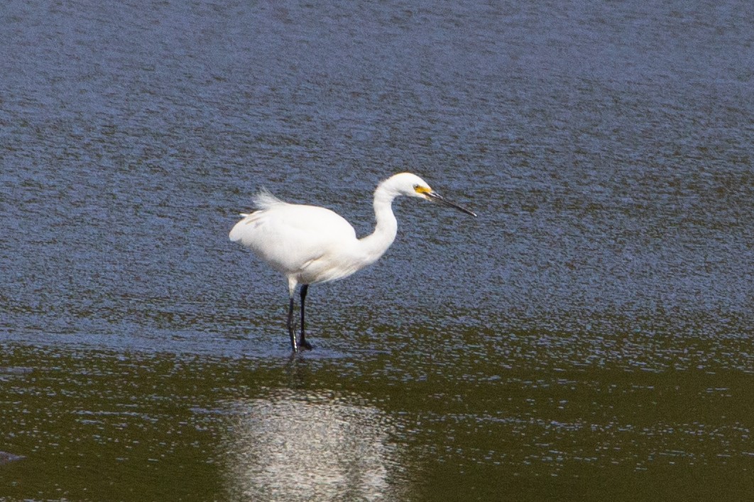 Little Egret - ML371316431
