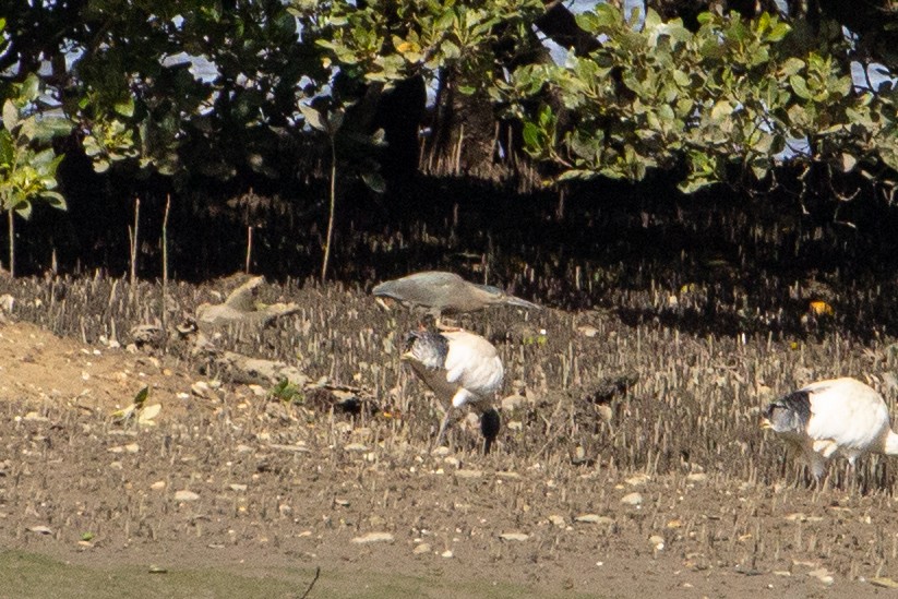 Striated Heron (Old World) - ML371316471