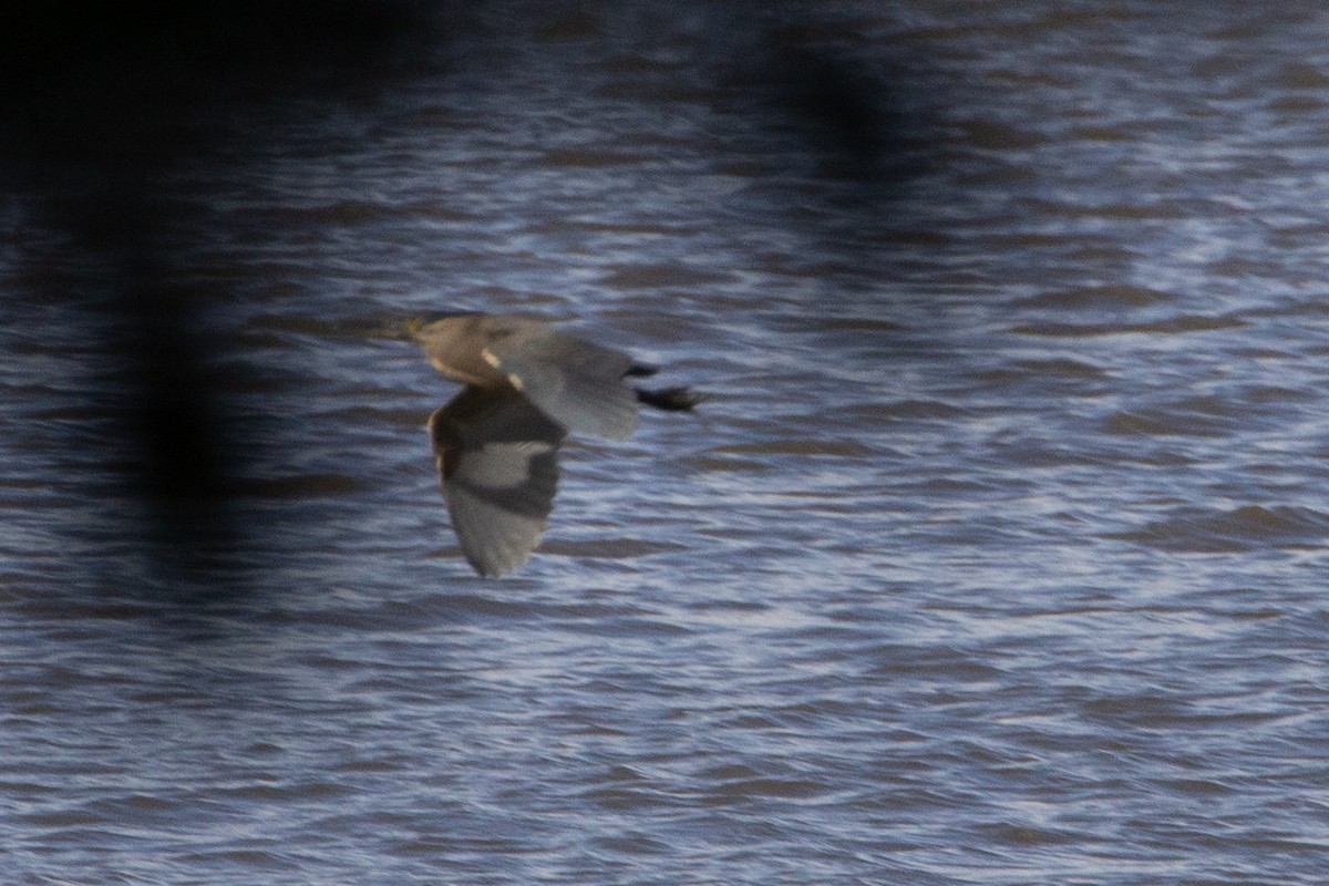 Striated Heron (Old World) - ML371316491