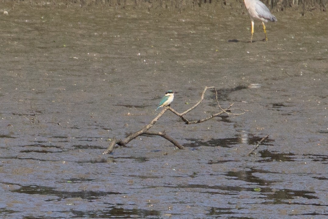 Sacred Kingfisher - ML371316541