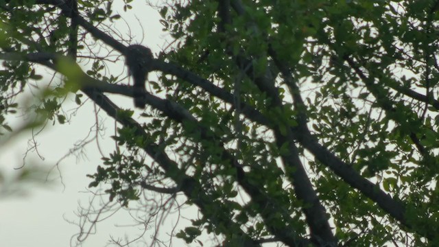 Cooper's Hawk - ML371316581