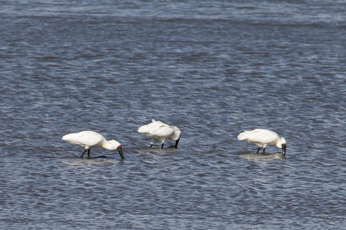 Royal Spoonbill - ML371316621