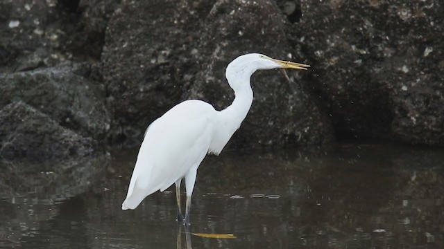 Great Egret (modesta) - ML371317151