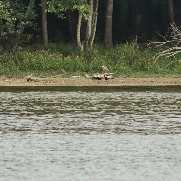 Tricolored Heron - ML371317601