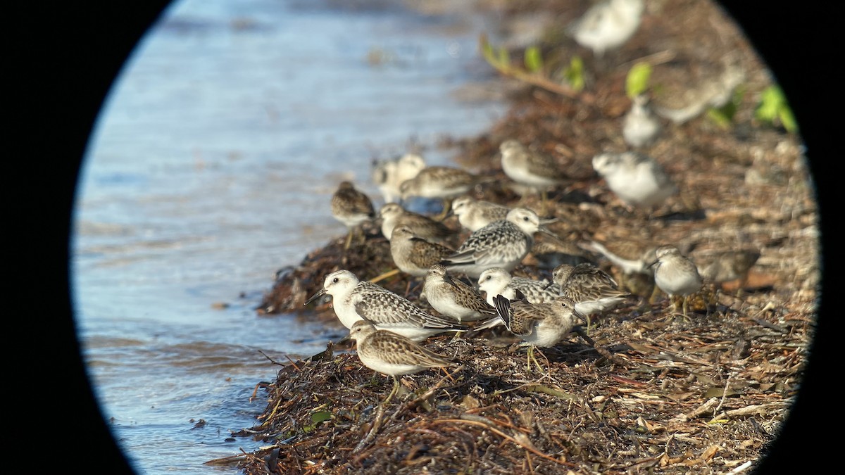 Sanderling - ML371319081