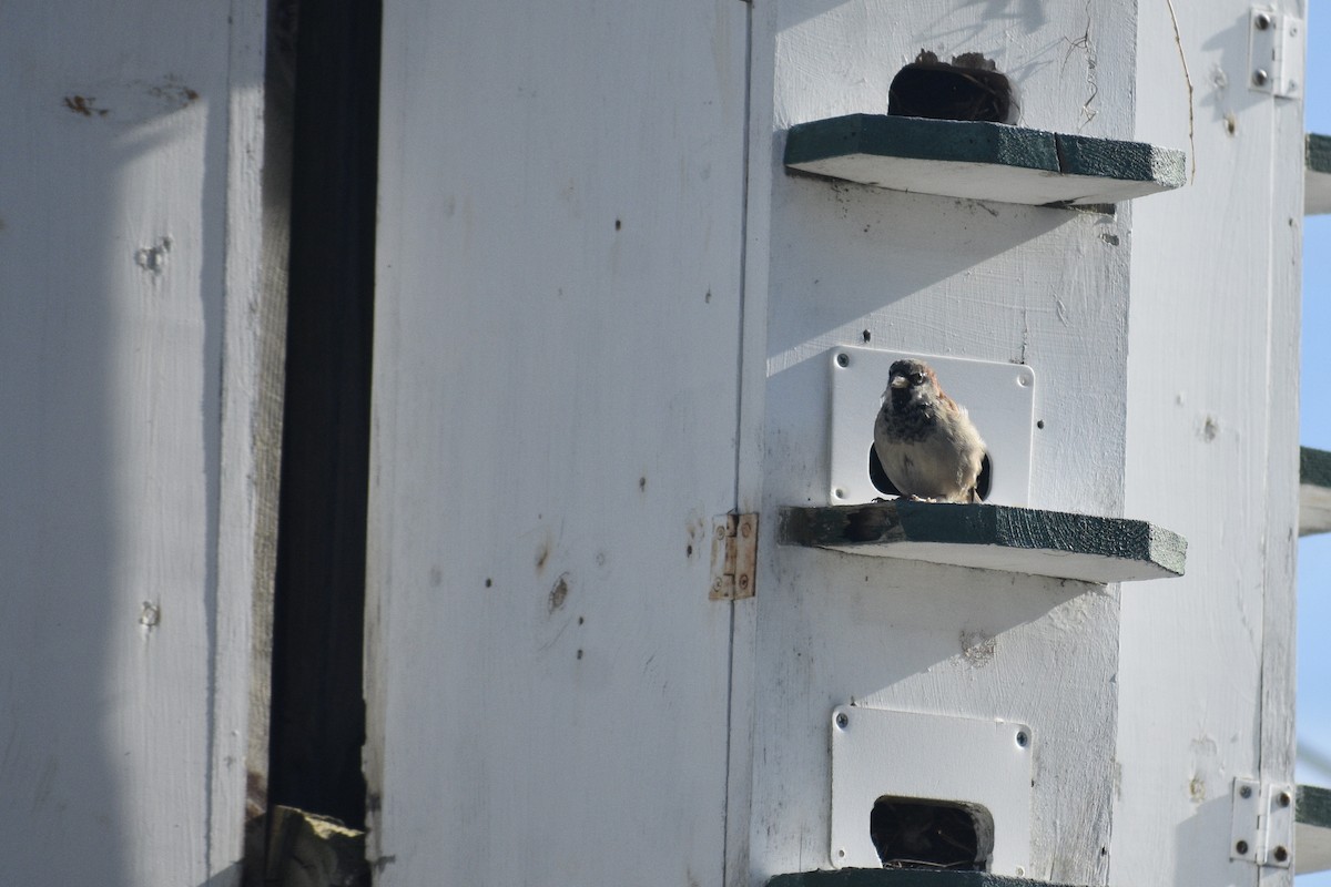 House Sparrow - ML371320071