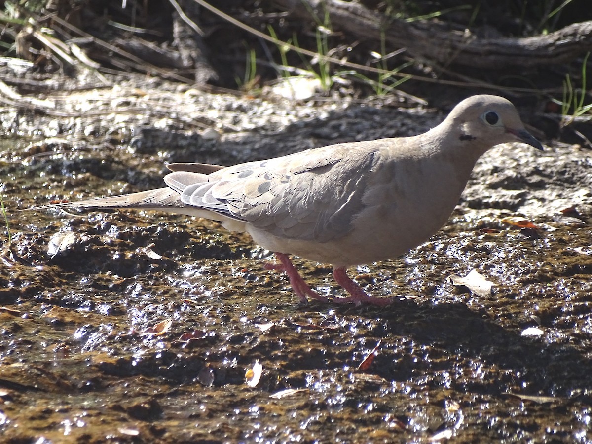 Mourning Dove - ML371320461