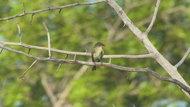 Eastern Phoebe - ML371320901