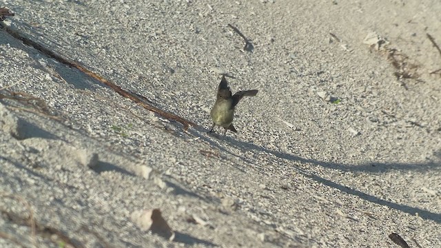 Eastern Phoebe - ML371320971