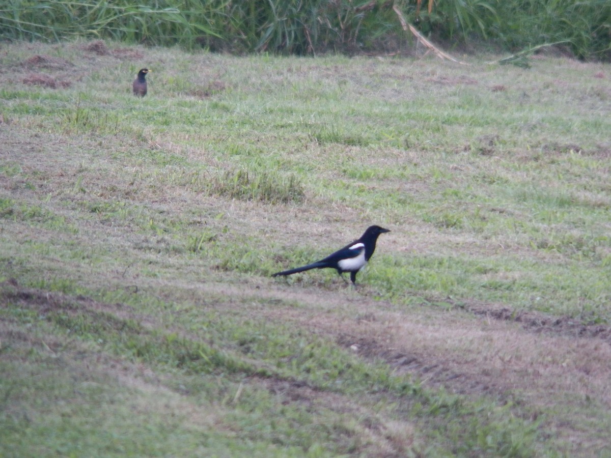 Oriental Magpie - ML371321021