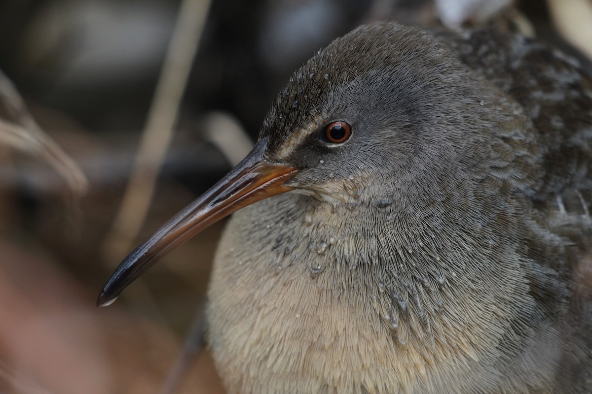 Clapper Rail - ML371321461