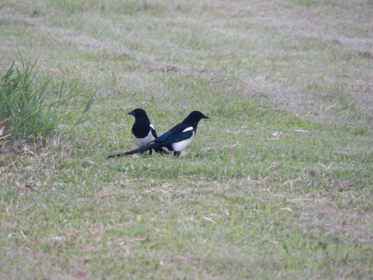 Oriental Magpie - ML371321521