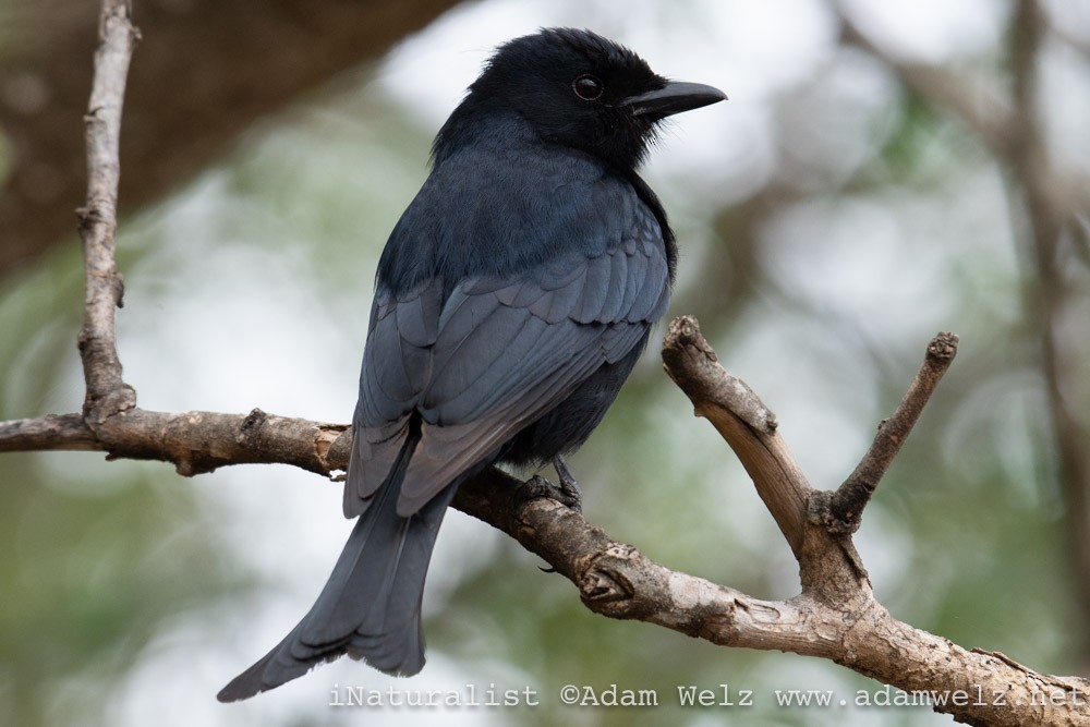 Fork-tailed Drongo - ML371321701