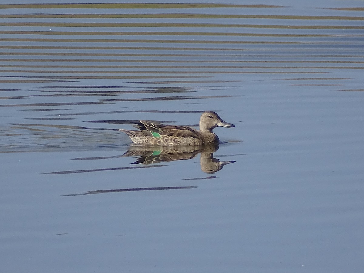 Green-winged Teal - ML371322061